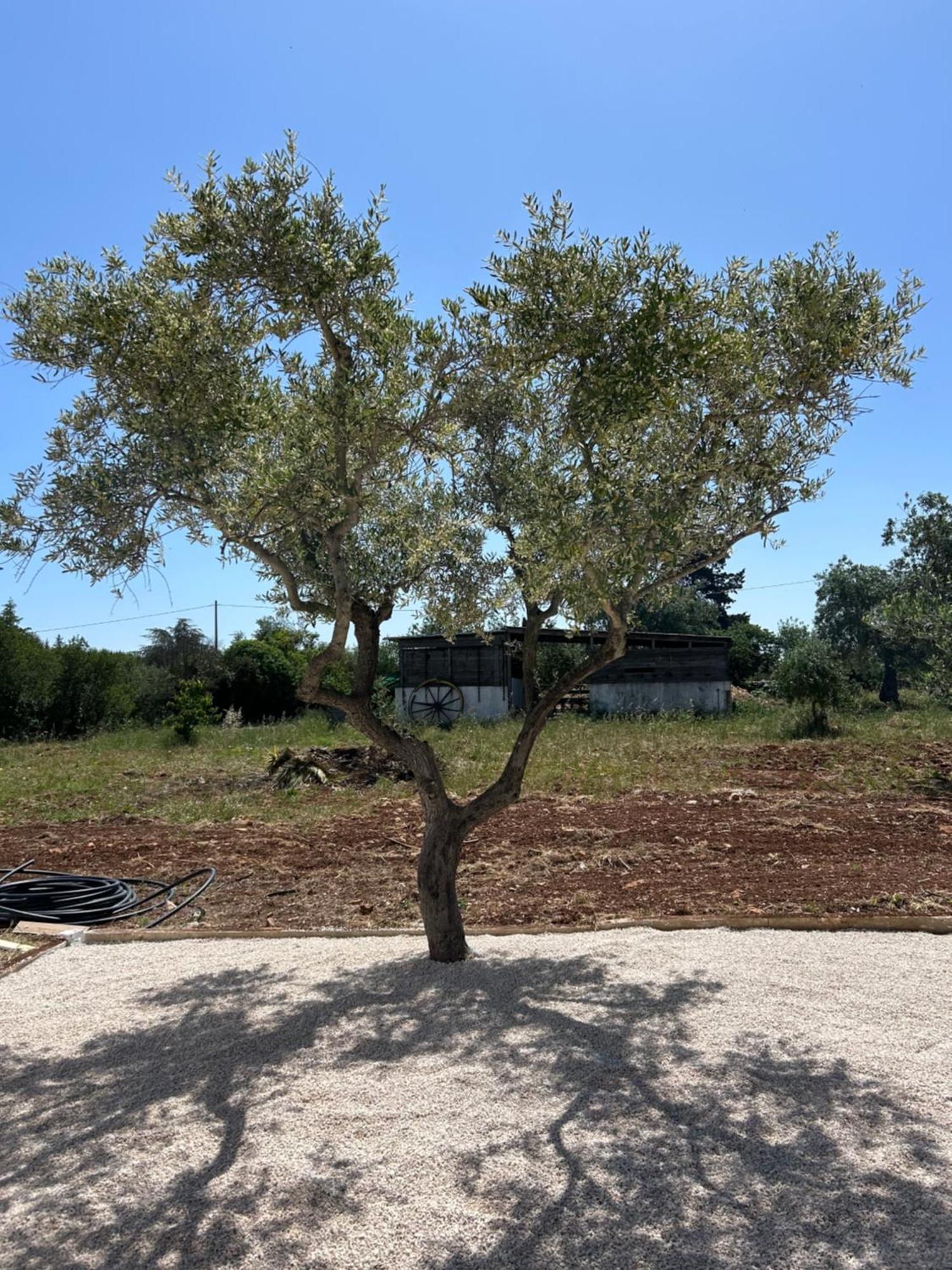 Trulli In Contrada - Monopoli Exterior foto